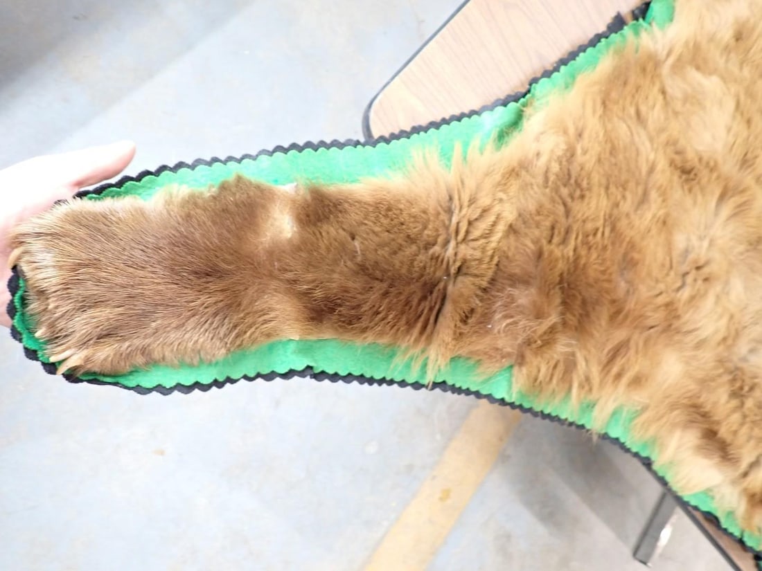 Brown Bear Rug w/ Head Mount - 17