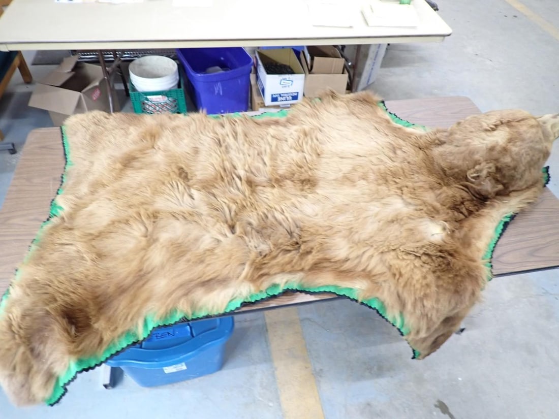 Brown Bear Rug w/ Head Mount - 18