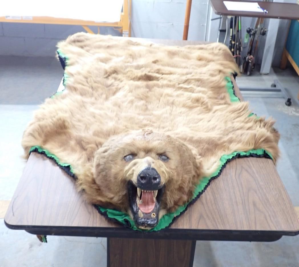 Brown Bear Rug w/ Head Mount: 67" Long, 71" Wide, Couple of Claws & Canine Tooth missing, Some repairs