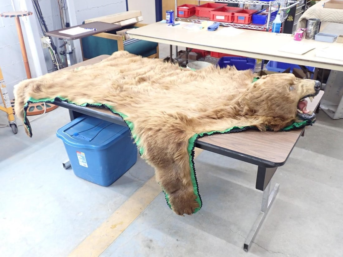Brown Bear Rug w/ Head Mount - 2