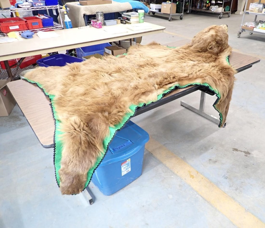 Brown Bear Rug w/ Head Mount - 3
