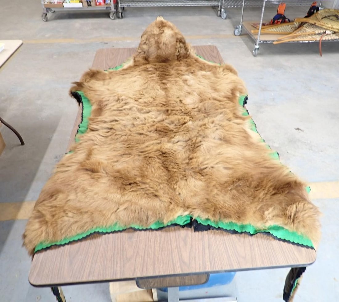 Brown Bear Rug w/ Head Mount - 4