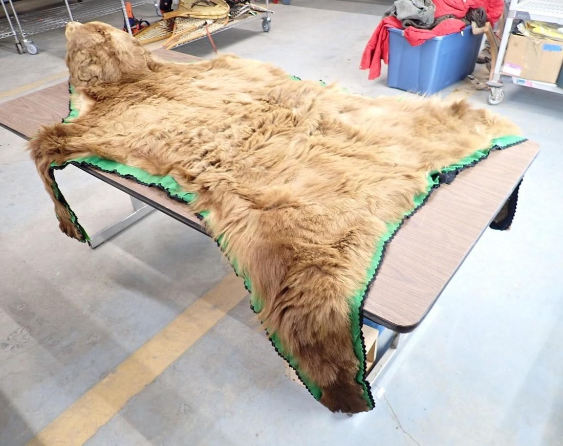 Brown Bear Rug w/ Head Mount - 5