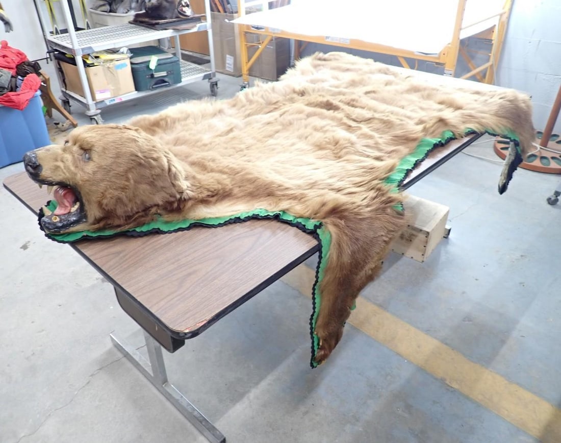 Brown Bear Rug w/ Head Mount - 6