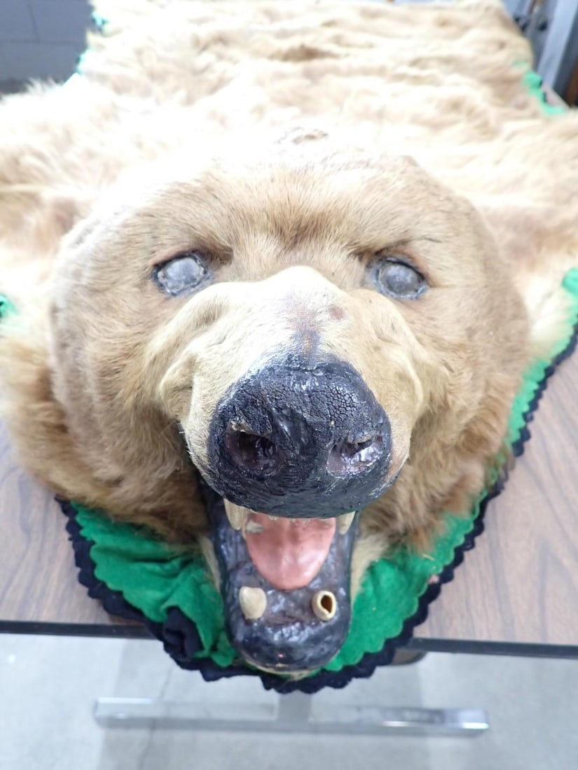Brown Bear Rug w/ Head Mount - 8