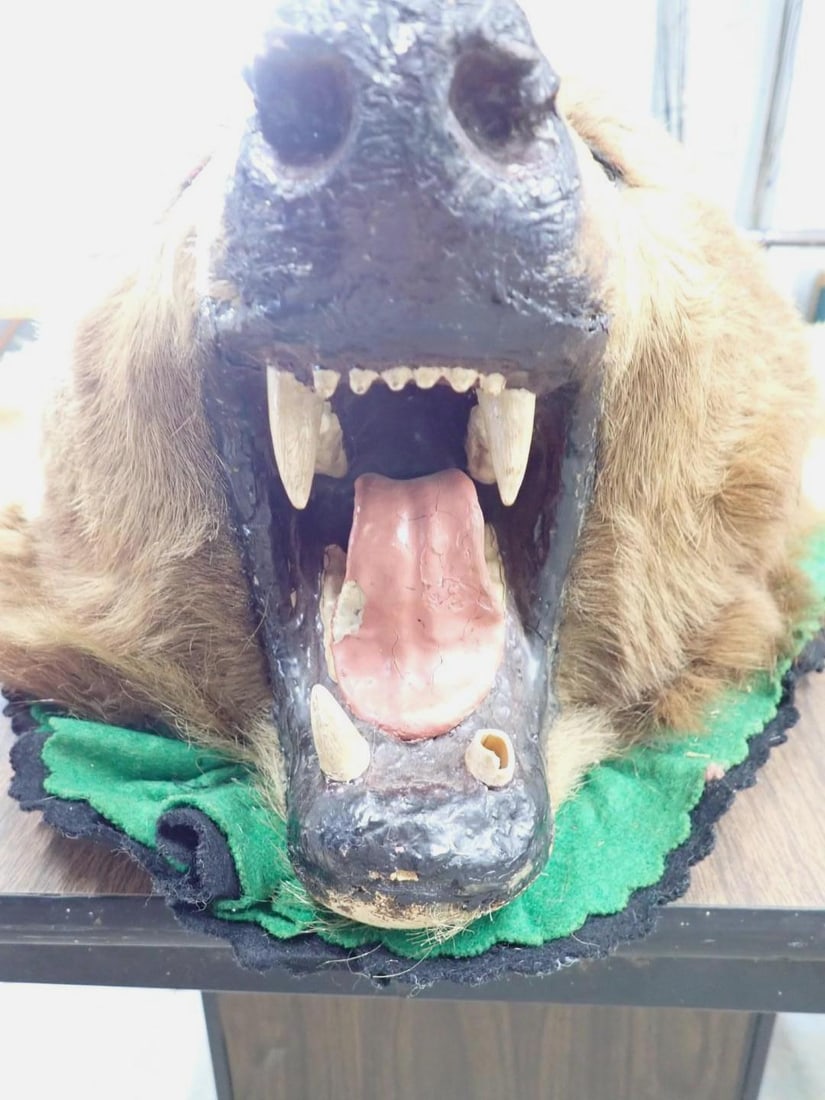 Brown Bear Rug w/ Head Mount - 9