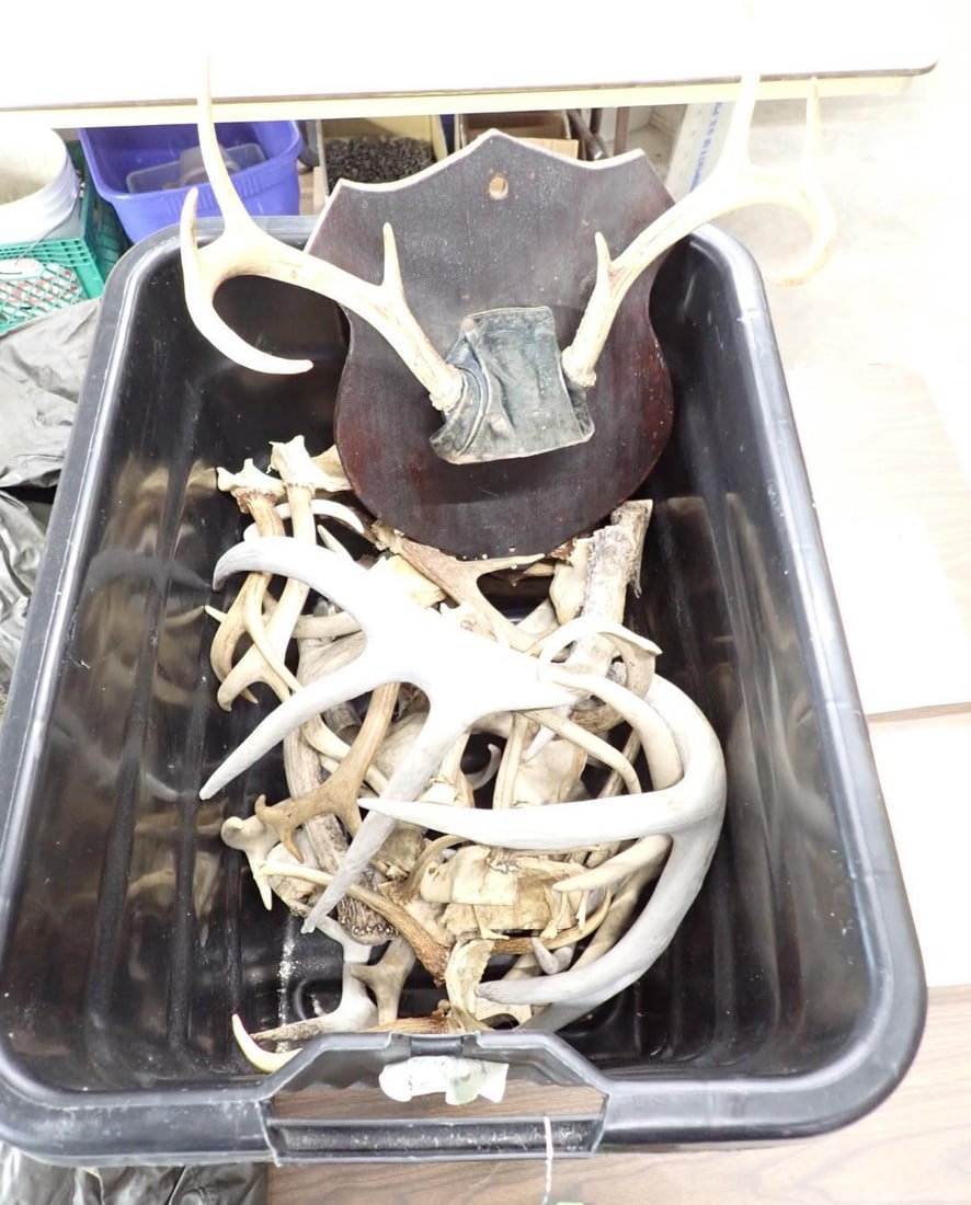 Antler Collection - 2