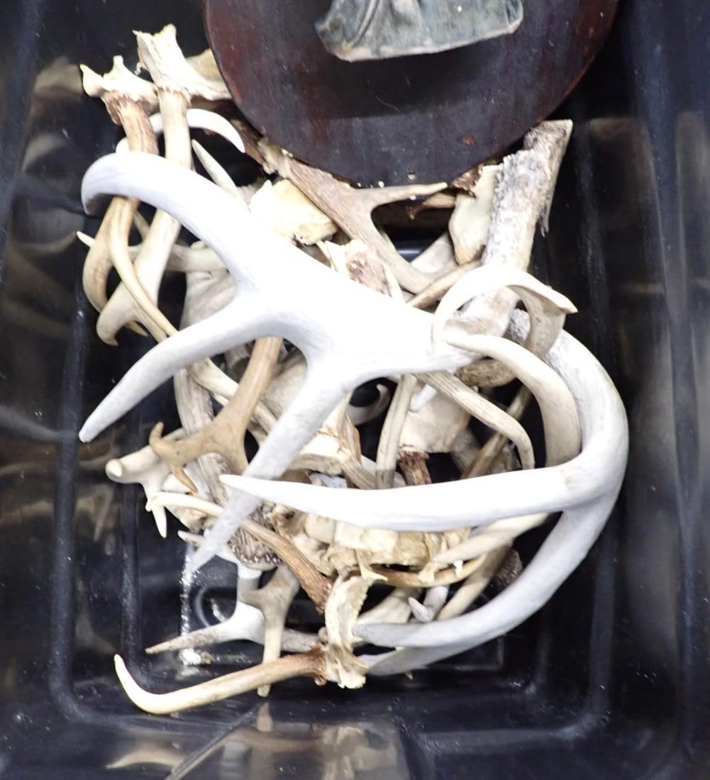 Antler Collection - 3