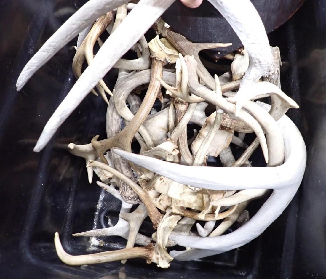 Antler Collection - 4
