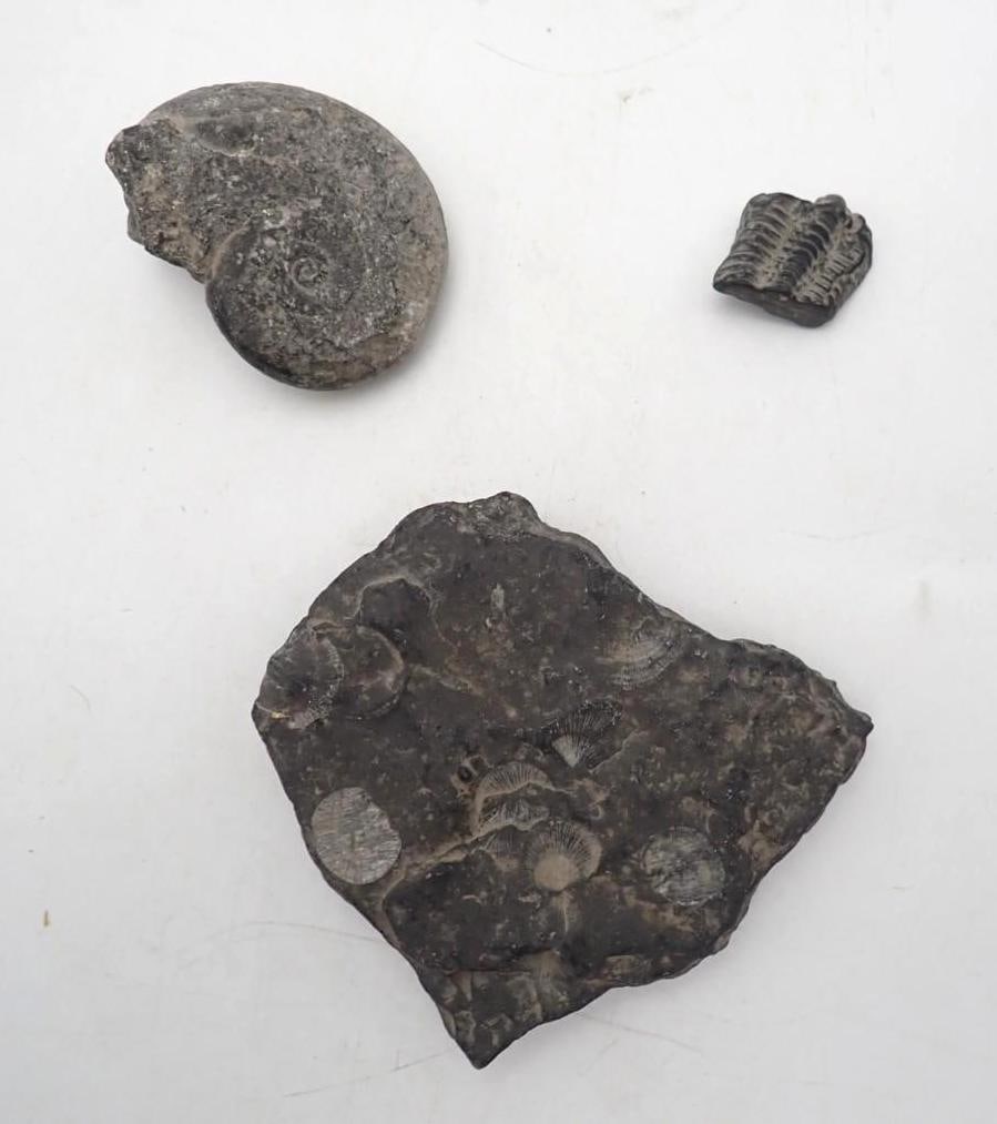 (3) Fossils: reported as found by the seller in his youth in a plowed field in Addison County, VT