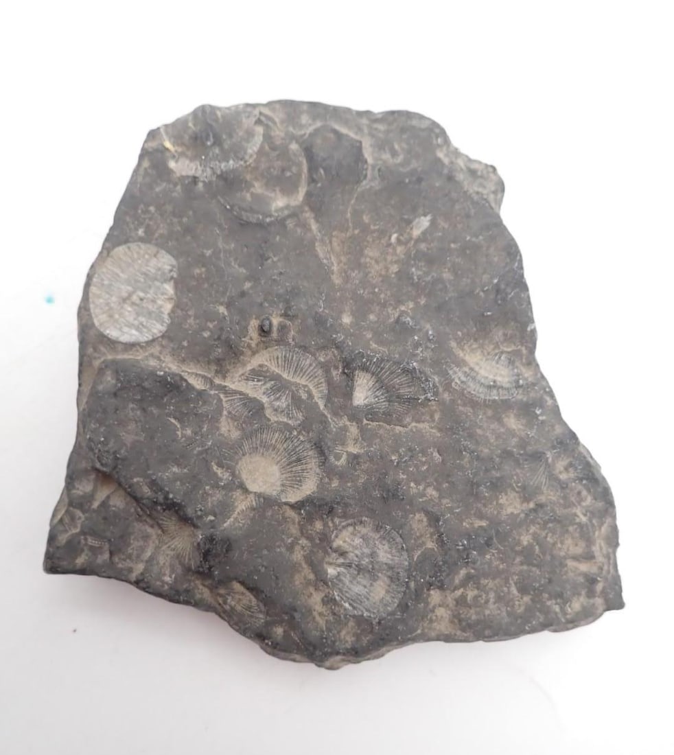 (3) Fossils - 2