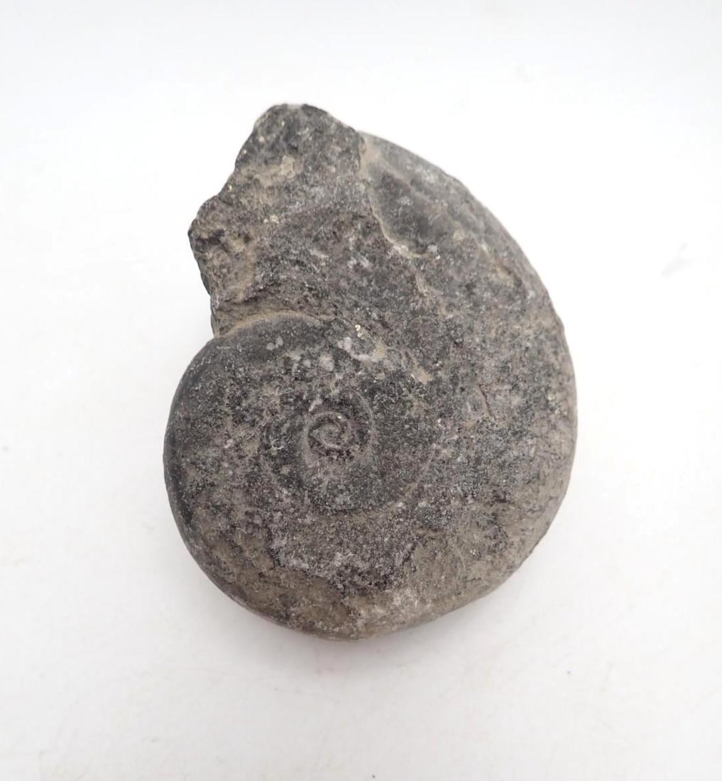(3) Fossils - 3