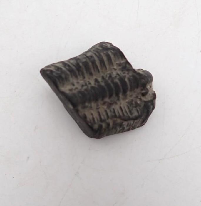 (3) Fossils - 4