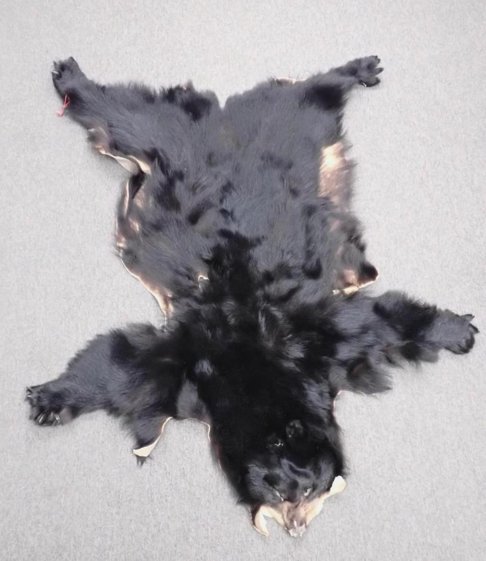 Black Bear Skin: 5' overall length
