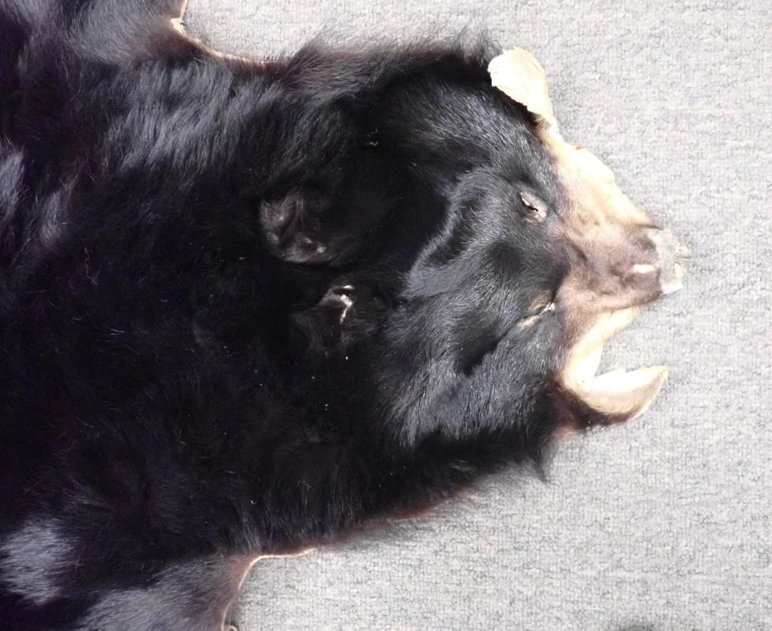Black Bear Skin - 2