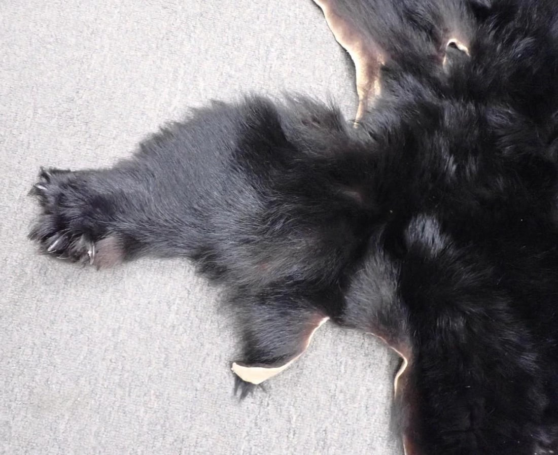 Black Bear Skin - 3