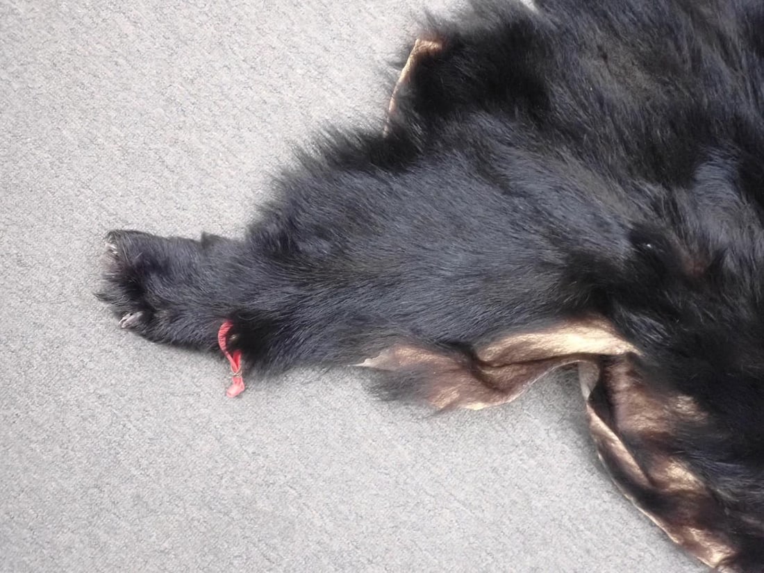 Black Bear Skin - 4