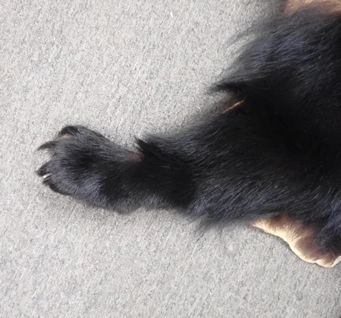 Black Bear Skin - 6