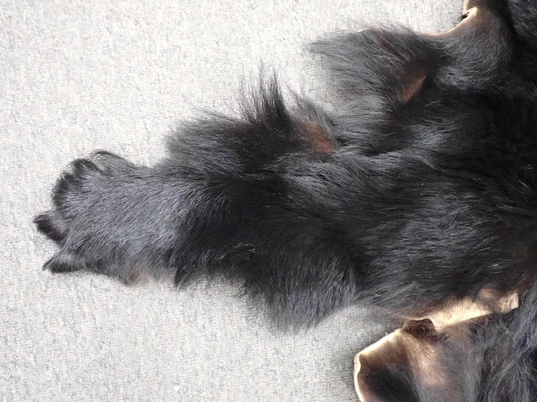 Black Bear Skin - 7