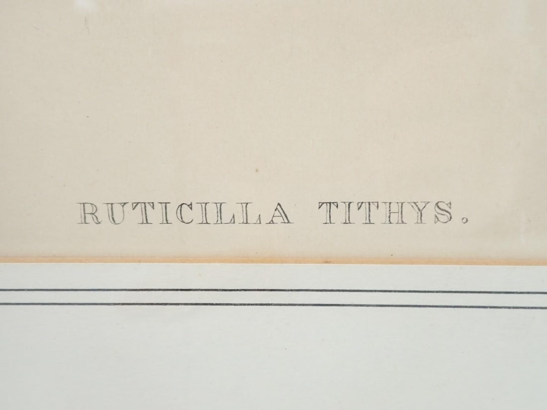 (2) Vintage J. Gould & H.C. Richter Bird Lithographs - 11