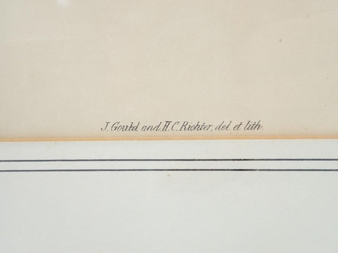 (2) Vintage J. Gould & H.C. Richter Bird Lithographs - 12