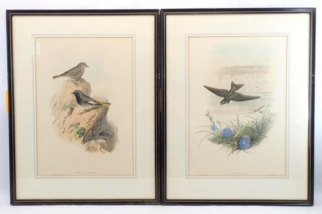 (2) Vintage J. Gould & H.C. Richter Bird Lithographs (1 of 13)