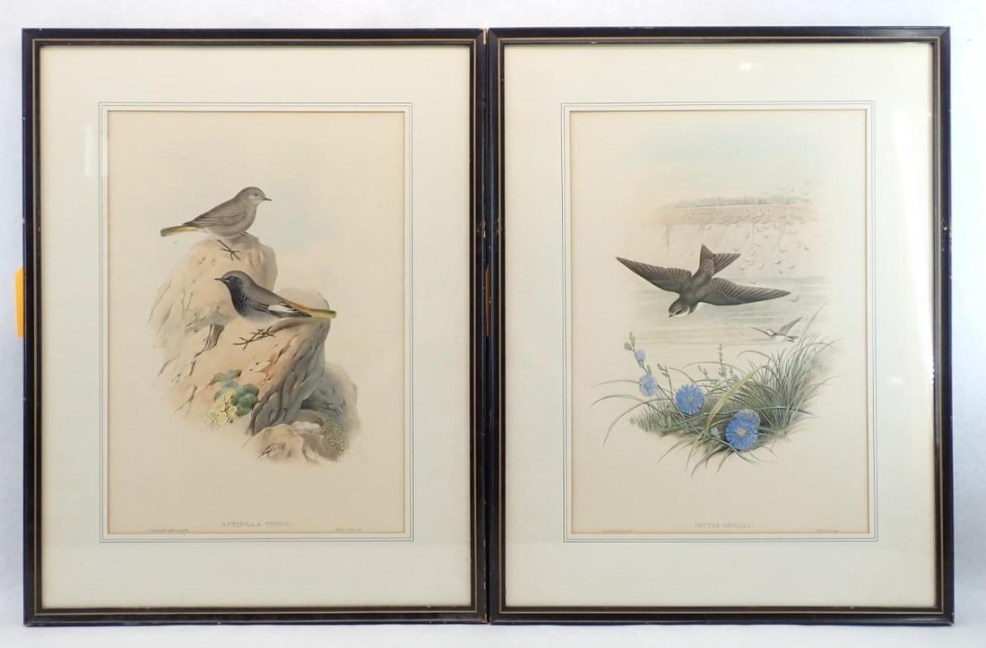 (2) Vintage J. Gould & H.C. Richter Bird Lithographs - 2