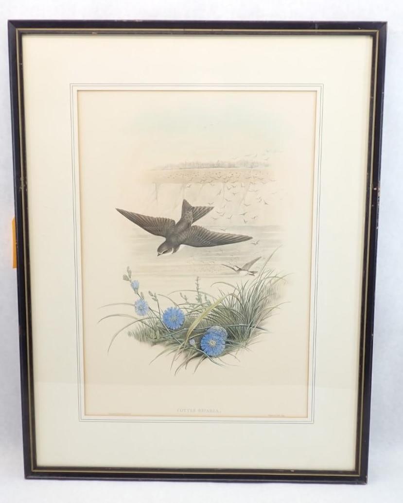 (2) Vintage J. Gould & H.C. Richter Bird Lithographs - 3