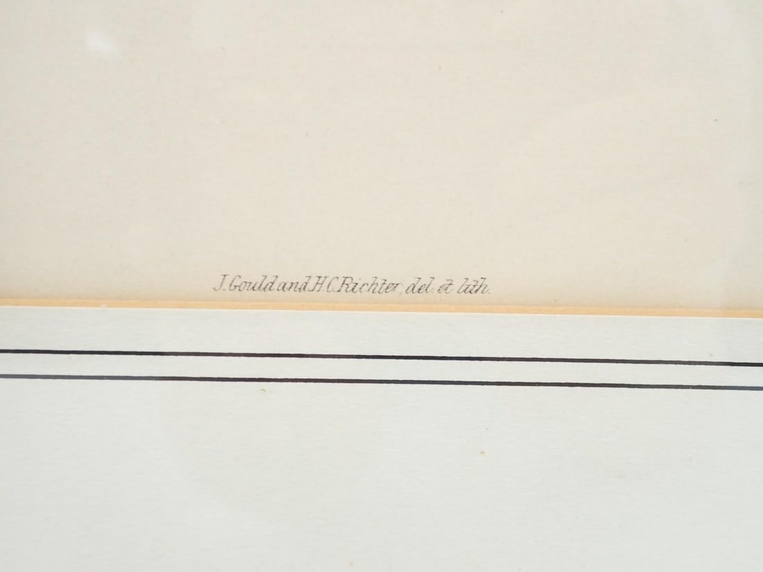 (2) Vintage J. Gould & H.C. Richter Bird Lithographs - 4
