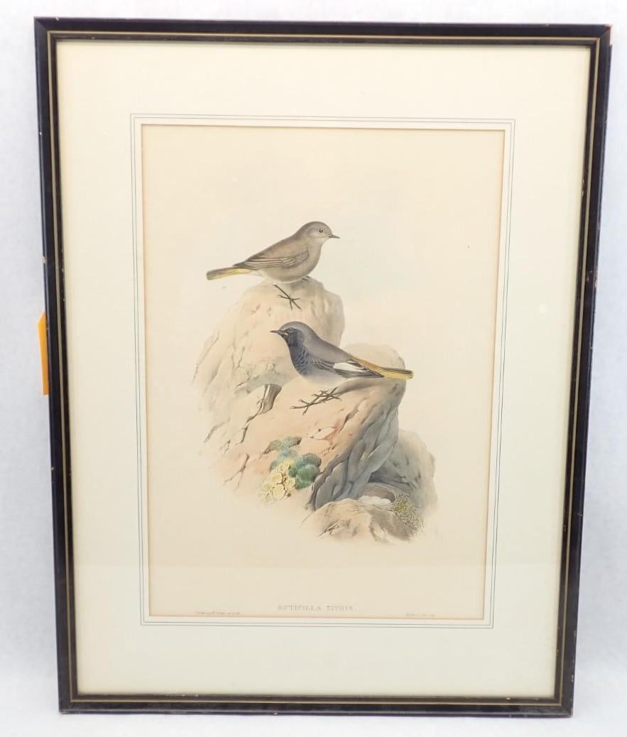 (2) Vintage J. Gould & H.C. Richter Bird Lithographs - 8