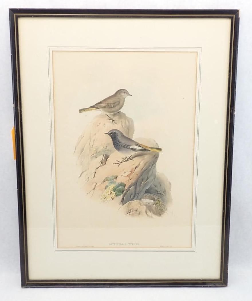 (2) Vintage J. Gould & H.C. Richter Bird Lithographs - 9