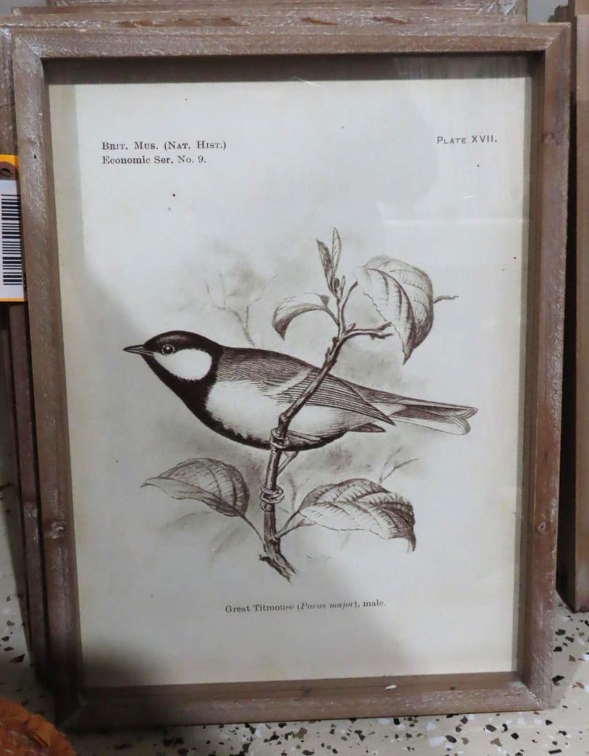 (6) Bird Lithographs: 11.75" x 15.75" framed