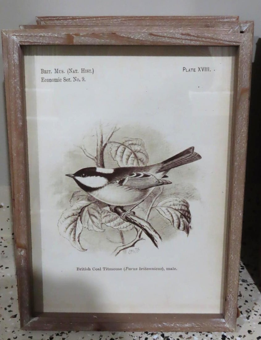 (6) Bird Lithographs - 2