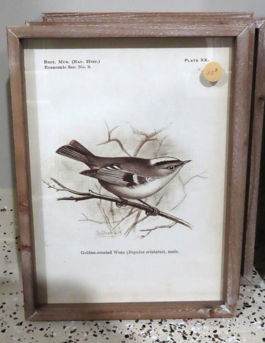 (6) Bird Lithographs - 3