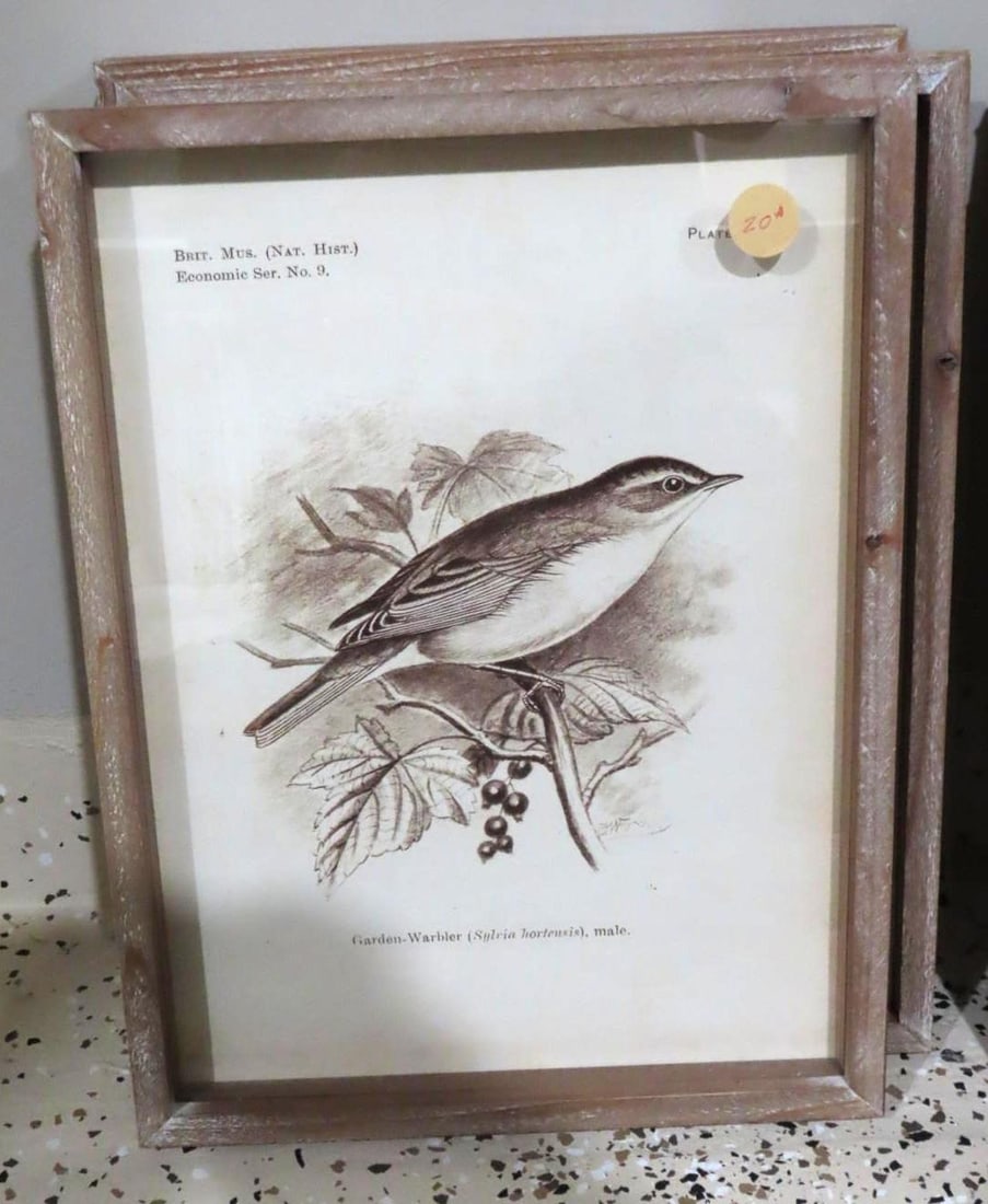 (6) Bird Lithographs - 4