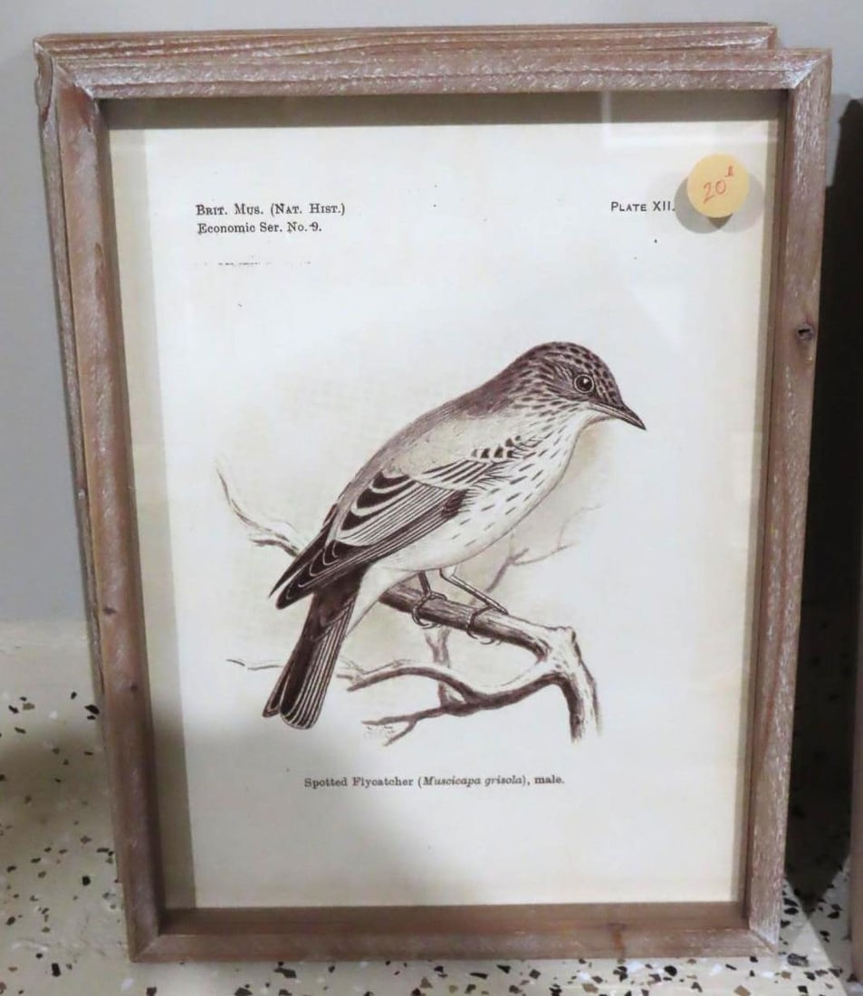 (6) Bird Lithographs - 5