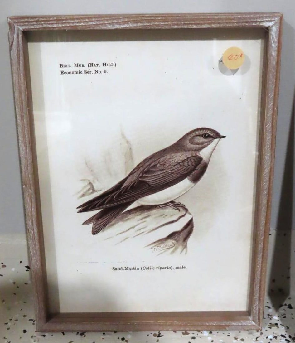 (6) Bird Lithographs - 6
