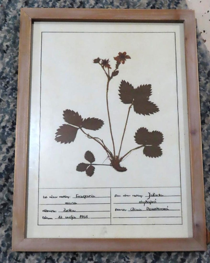 (4) Botanical Prints: 11.75" x 15.75" framed