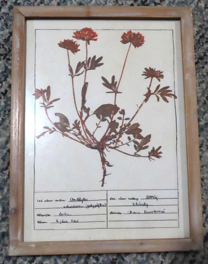 (4) Botanical Prints - 2