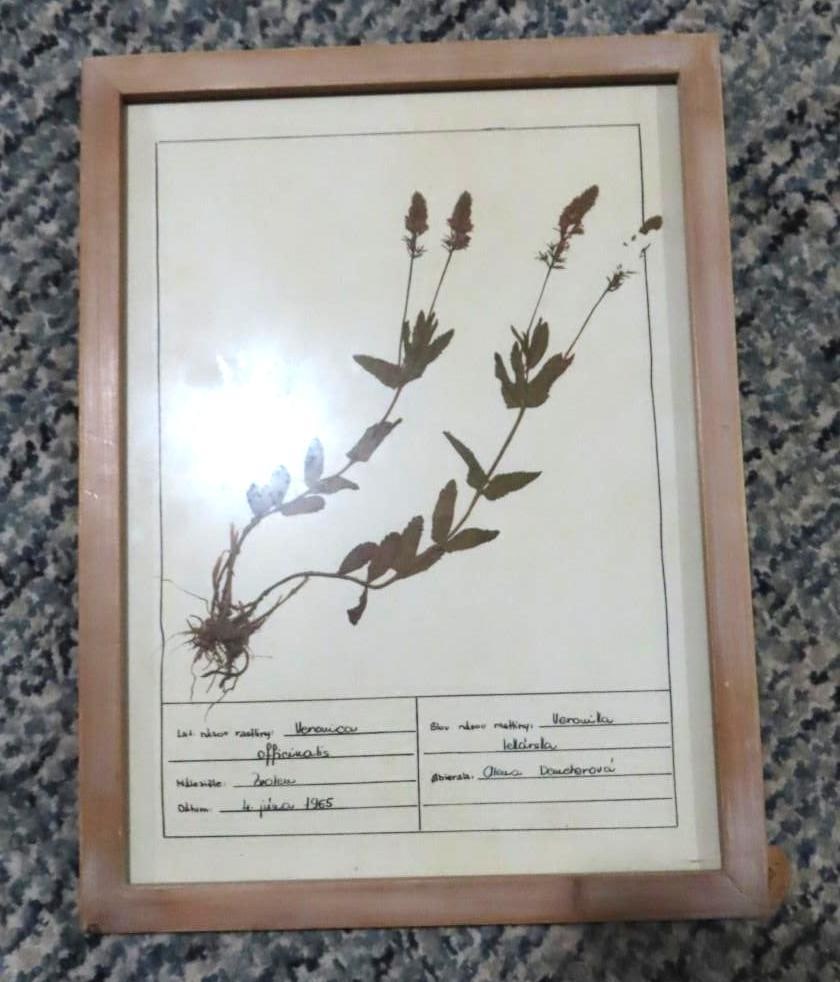 (4) Botanical Prints - 3