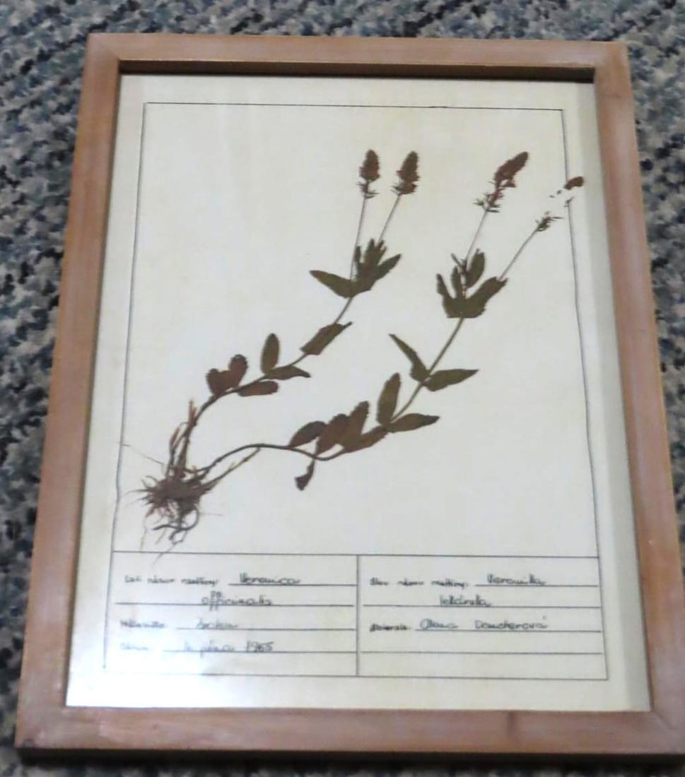 (4) Botanical Prints - 4