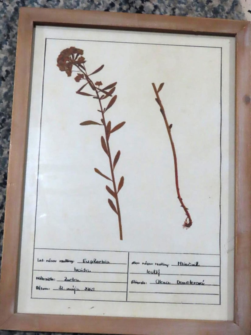 (4) Botanical Prints - 5