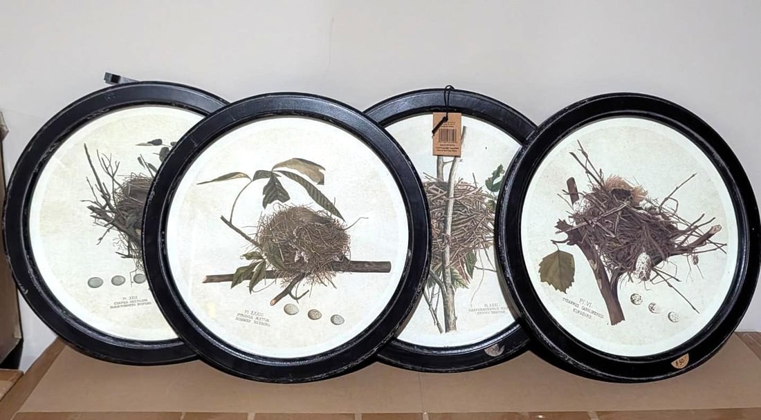 (4) Bird Lithographs: 13.75" framed