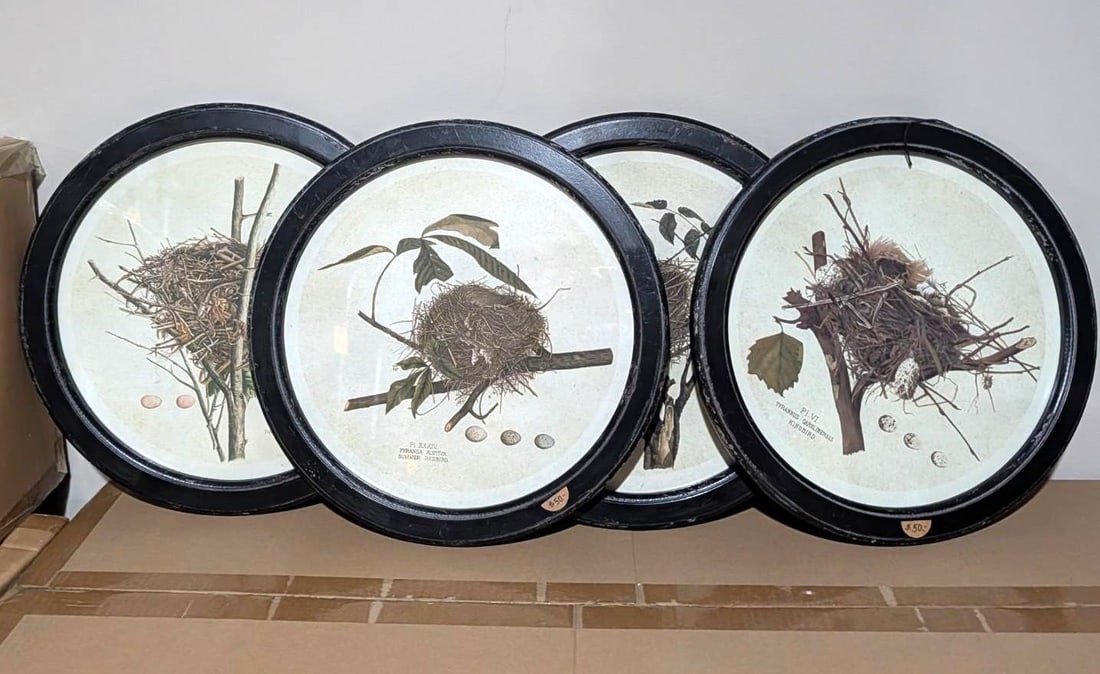 (4) Bird Lithographs: 13.75" framed
