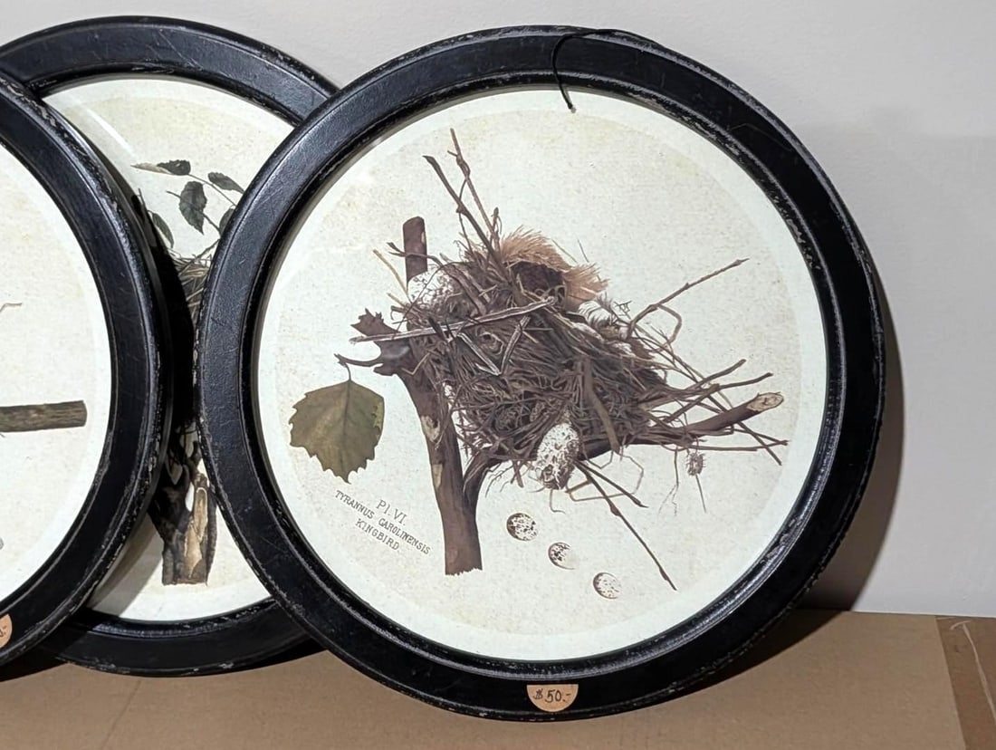 (4) Bird Lithographs - 3