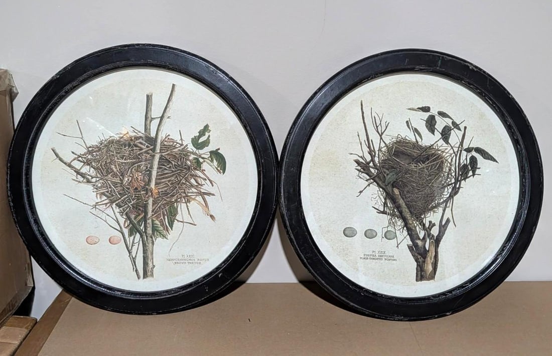 (4) Bird Lithographs - 4