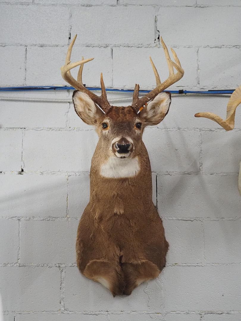 Eleven Point White Tail Deer Shoulder Mount (1 of 6)