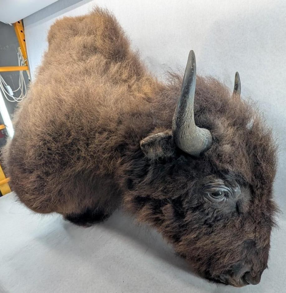 Bison Shoulder Taxidermy Mount - 10