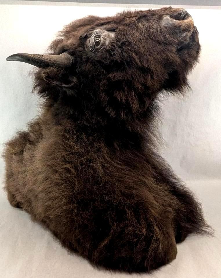 Bison Shoulder Taxidermy Mount: Bison Shoulder Taxidermy Mount