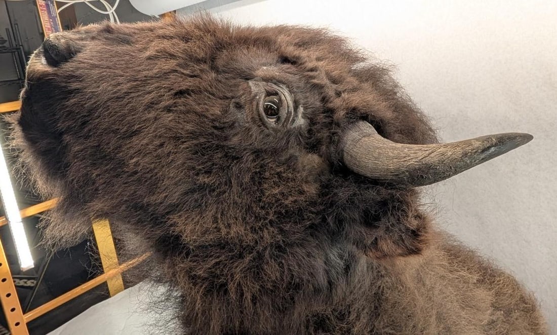 Bison Shoulder Taxidermy Mount - 4